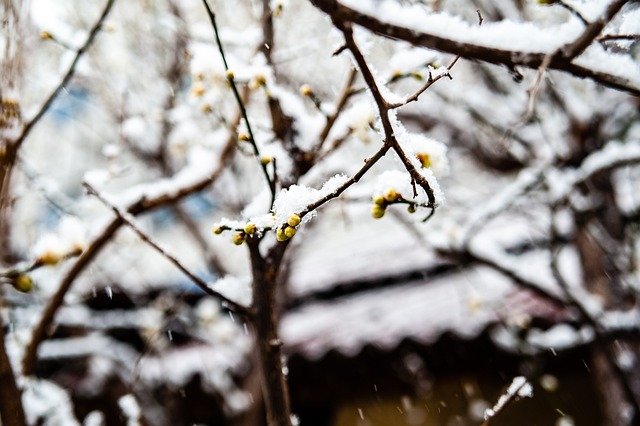 球大师赛的